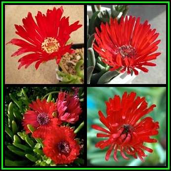 Cephalophyllum alstonii -10 Seed Pack- Indigenous Succulent Mesemb - Combined Global Shipping - NEW