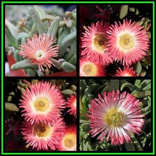 Cephalophyllum spissum Seeds - Indigenous Succulent Mesemb - Combined Global Shipping - NEW