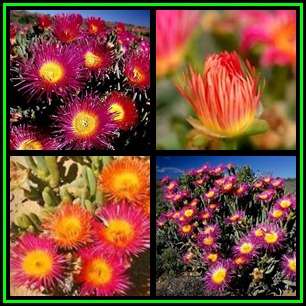 Cephalophyllum spongiosum Seeds - Indigenous Succulent Mesemb -Combined Global Shipping- NEW