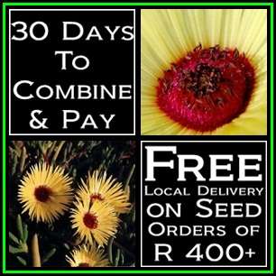 Cephalophyllum tricolorum Seeds - Indigenous Succulent Mesemb -Combined Global Shipping- NEW