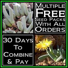 Cheiridopsis aurea Seeds - Indigenous South African Succulent Mesembs - NEW