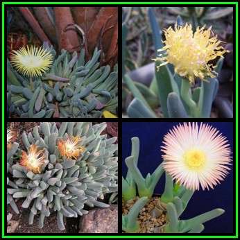 Cheiridopsis candidissima Seeds - Indigenous Succulent Mesemb -Combined Global Shipping- NEW