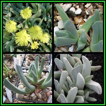 Cheiridopsis carinata Seeds - Indigenous Succulent Mesemb -Combined Global Shipping- NEW