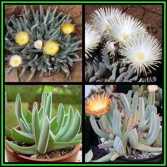 Cheiridopsis denticulata - 10 Seed Pack - Indigenous Succulent Mesemb -Combined Global Shipping- NEW