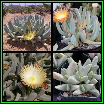 Cheiridopsis denticulata Seeds - Indigenous Succulent Mesemb -Combined Global Shipping- NEW