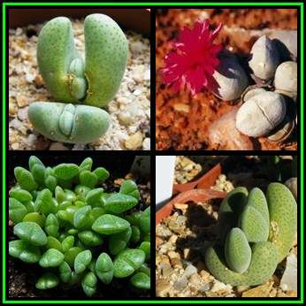 Cheiridopsis glomerata Seeds - Indigenous Succulent Mesemb -Combined Global Shipping- NEW