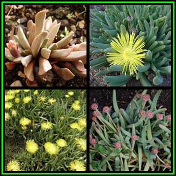 Cheiridopsis marlothii - 10 Seed Pack - Indigenous Succulent Mesemb -Combined Global Shipping- NEW