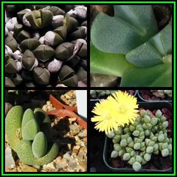 Cheiridopsis meyeri - 5 Seed Pack - Indigenous Succulent Mesemb -Combined Global Shipping- NEW