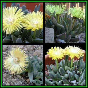 Cheiridopsis namaquensis - 10 Seed Pack - Indigenous Succulent Mesemb -Combined Global Shipping- NEW