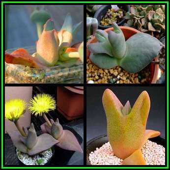 Cheiridopsis peculiaris - 10 Seed Pack - Indigenous Succulent Mesemb -Combined Global Shipping- NEW