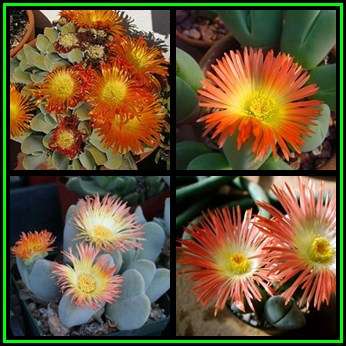 Cheiridopsis pillansii Seeds - Indigenous Succulent Mesemb -Combined Global Shipping- NEW