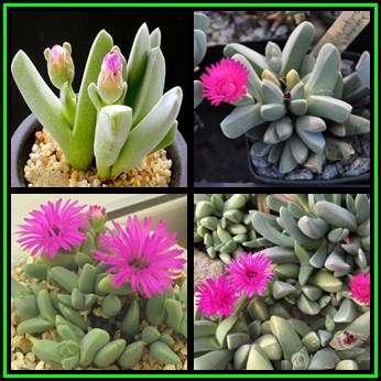 Cheiridopsis purpurea Seeds - Indigenous Succulent Mesemb -Combined Global Shipping- NEW