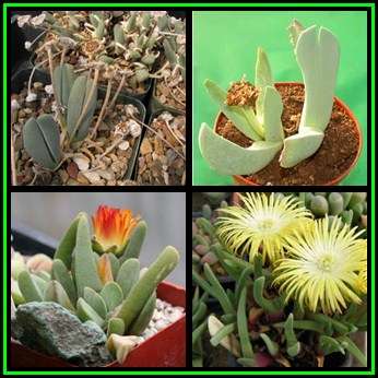 Cheiridopsis rostrata - 10 Seed Pack - Indigenous Succulent Mesemb -Combined Global Shipping- NEW