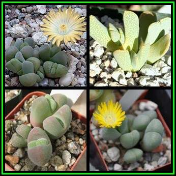 Cheiridopsis verrucosa - 10 Seed Pack - Indigenous Succulent Mesemb -Combined Global Shipping- NEW