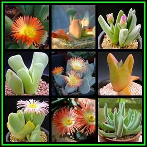 Cheiridopsis Mixed Species - 120 Seed Pack - Bulk Indigenous Succulent Mesembs - NEW