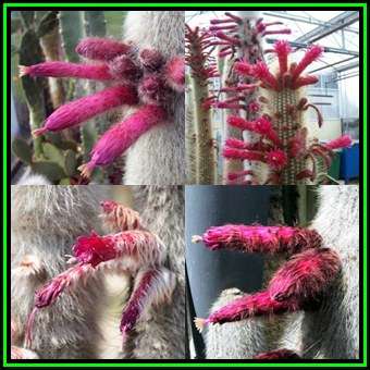 Cleistocactus strausii - 10 Seed Pack - Exotic Cactus Succulent - Combined Global Shipping - NEW