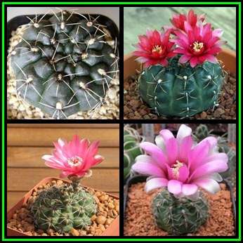 Gymnocalycium baldianum - 5 Seed Pack - Exotic Cactus Succulent - Combined Global Shipping - NEW