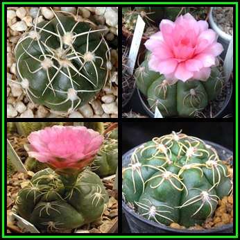 Gymnocalycium denudatum Seeds Pack - Exotic Cactus Succulent - Combined Global Shipping - NEW