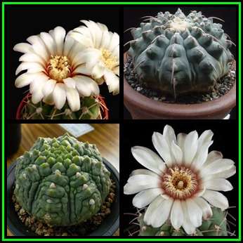 Gymnocalycium vatteri - 5 Seed Pack - Exotic Cactus Succulent - Combined Global Shipping - NEW