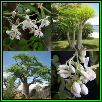 Moringa oleifera - 10 Seed Pack - Miracle Tree, Horseradish Tree - Edible Medicinal Vegetable - NEW