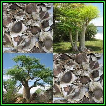 Moringa oleifera Seeds - Miracle Tree, Horseradish Tree - Edible Medicinal Vegetable - NEW