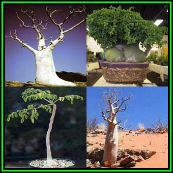 Moringa ovalifolia Seeds -Phantom Tree, Sprokiesboom- Edible Medicinal Vegetable Bonsai NEW
