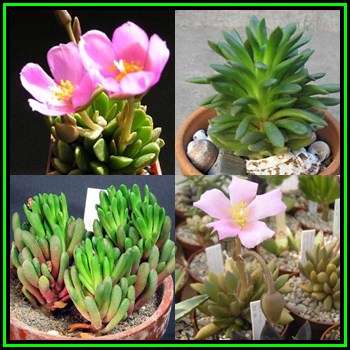 Anacampseros marlothii - 10 Seed Pack - Rare Indigenous Succulent - Worldwide Shipping, NEW