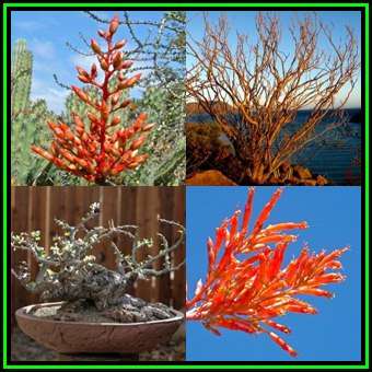 Fouquieria diguetii Seeds - Exotic Semi Succulent Shrub, Tree or Indoor Plant - NEW