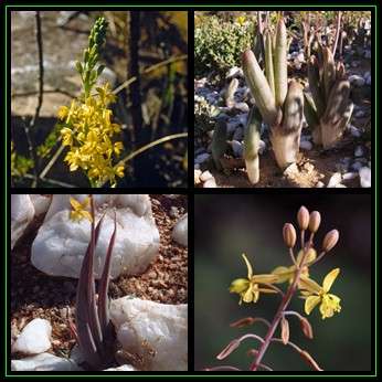 Bulbine praemorsa Seeds - 5 Seed Pack - Indigenous Succulent - Worldwide Shipping, NEW