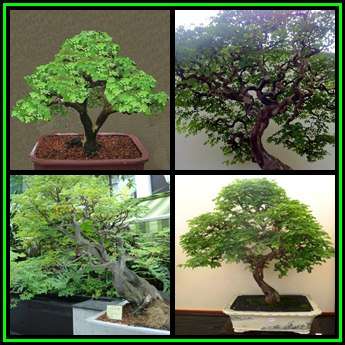 Caesalpinia ferrea - Leopard Tree, Brazilian Ironwood -5 Seeds- Bonsai Medicinal + FREE eBook, NEW