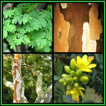 Caesalpinia ferrea Seeds - Leopard Tree, Brazilian Ironwood - Medicinal - NEW