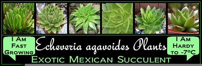 Podranea ricasoliana - Port St. Johns Creeper - 10 Seed Pack - Indigenous Perennial Climber Vine