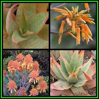 Aloe buhrii - 20 Seed Pack - Rare Endangered Indigenous Succulent - Worldwide Shipping, NEW