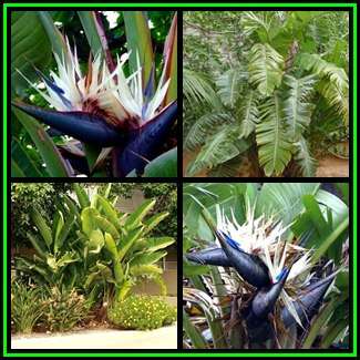 Strelitzia nicolai - Giant Bird of Paradise - 5 Seed Pack - Indigenous Flowering Tree, Shrub