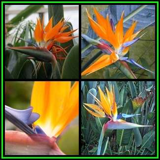Strelitzia reginae - Crane Flower, Bird of Paradise Seeds - Indigenous Flowering Shrub