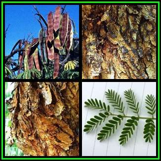 Acacia burkei Seeds - Black Monkey Thorn Tree - Swartapiesdoring - Combined Global Shipping - NEW