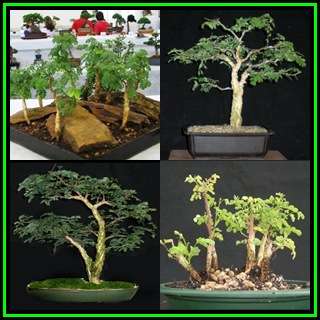 Acacia burkei - 10 Seed Pack + 30 FREE Ficus Bonsai Seeds + FREE Bonsai eBook - NEW
