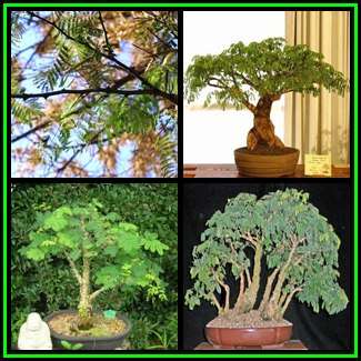 Acacia galpinii Seeds + 30 FREE Ficus Bonsai Seeds + FREE Bonsai eBook - NEW