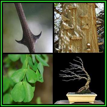 Acacia nigrescens, Knob Thorn 10 Seed Pack + 30 FREE Ficus Bonsai Seeds + FREE Bonsai eBook - NEW