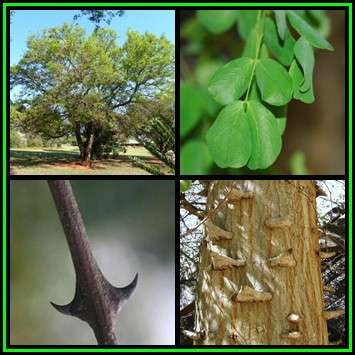 Acacia nigrescens - Knob Thorn Tree, Knopdoring Seeds - Combined Global Shipping - NEW