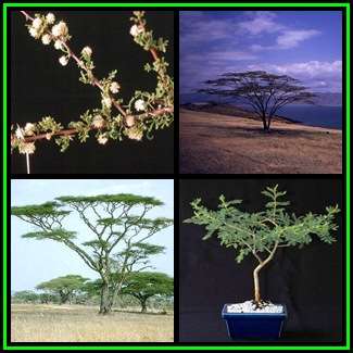 Acacia tortilis - Umbrella Thorn Tree, Haak-en-Steek - 10 Seed Pack - Combined Global Shipping - NEW