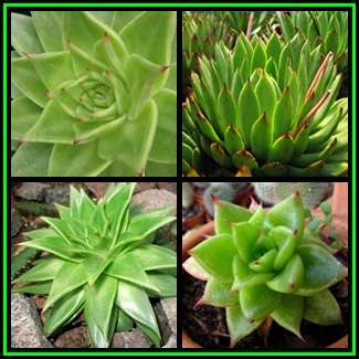 Echeveria agavoides - 50 Seed Pack - Exotic Succulent - Combined Global Shipping - NEW