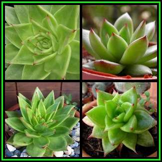 Echeveria agavoides - 20+ Seed Pack - Exotic Succulent - Combined Global Shipping - NEW