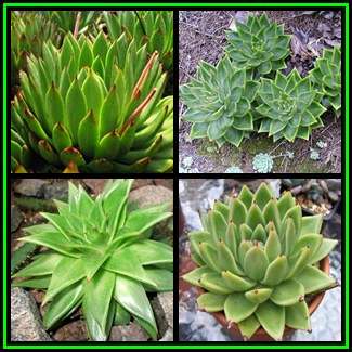 Echeveria agavoides Seeds - Exotic Succulent - Verified Seller - Combined Global Shipping - NEW