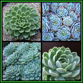 Echeveria elegans Seeds - Exotic Succulent - Verified Seller - Combined Global Shipping - NEW