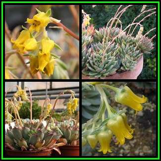 Echeveria pulidonis Seeds - Exotic Succulent - Verified Seller - Insured Combined Shipping - NEW