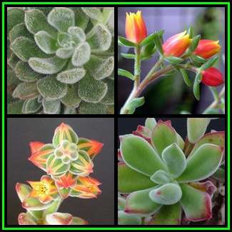 Echeveria pulvinata - 20 Seed Pack - Exotic Succulent - Insured Combined Global Shipping - NEW