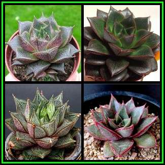 Echeveria purpusorum - 20 Seed Pack - Exotic Succulent - Insured Combined Global Shipping - NEW