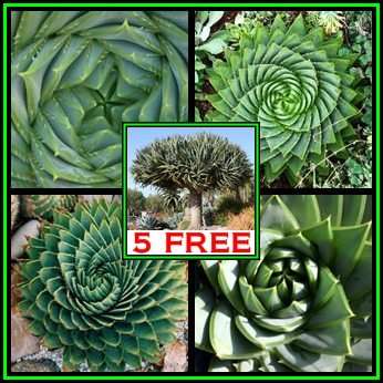 Aloe polyphylla - 5 Seed Pack + 5 FREE Dragon's Blood Tree Seeds - Exotic Lesotho Succulent - NEW