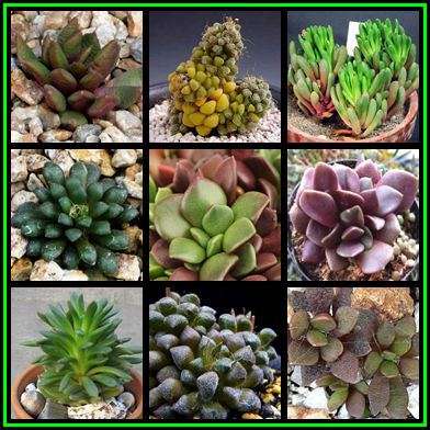 Anacampseros Mixed Species Seeds Indigenous Succulent - Worldwide Shipping